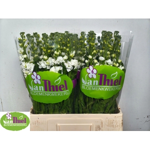 MATTH STOX WHITE