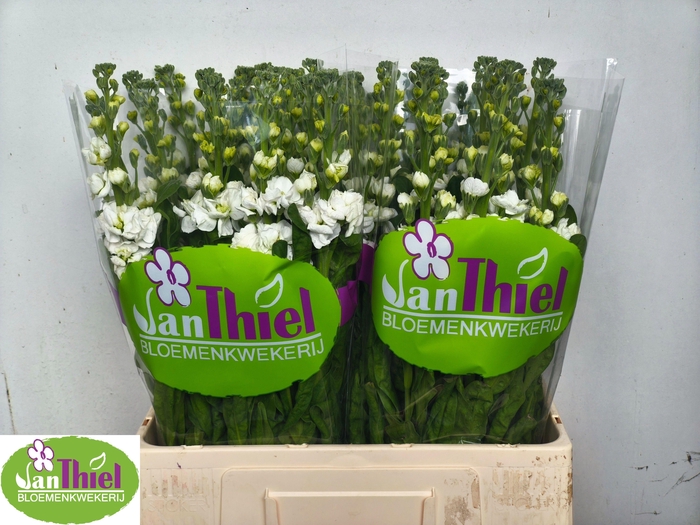 <h4>MATTH STOX WHITE</h4>