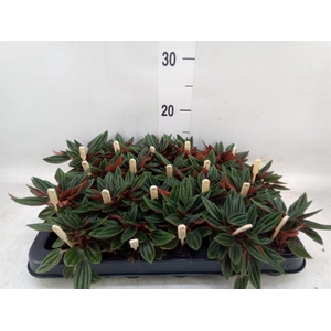 Peperomia caperata 'Rosso'