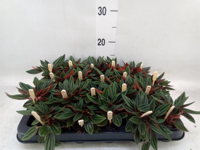 <h4>Peperomia caperata 'Rosso'</h4>