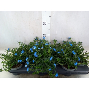 Glandora diffusa