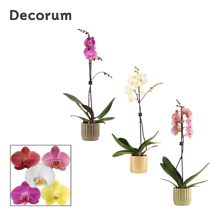 <h4>Phalaenopsis 1 tak 9+ mix in Liam (Nature world-collection)</h4>