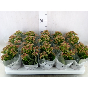 Kalanchoe  'MoreFlow Augusta'