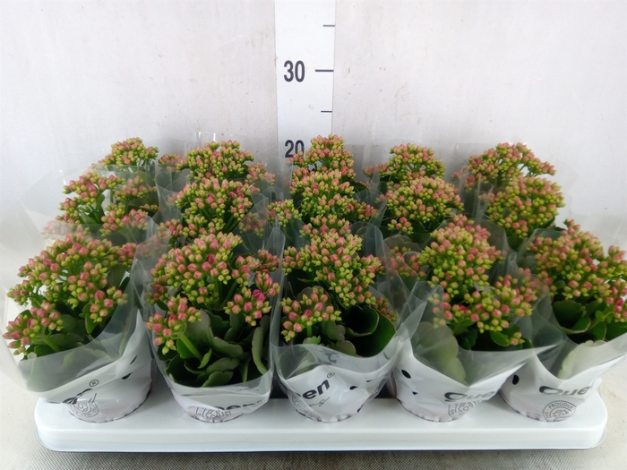 <h4>Kalanchoe  'MoreFlow Augusta'</h4>