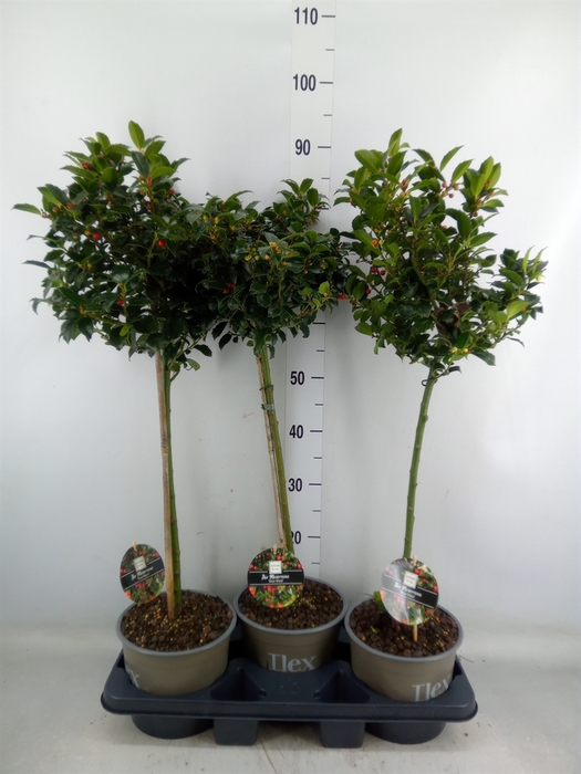 <h4>Ilex meserv. 'Blue Maid'</h4>