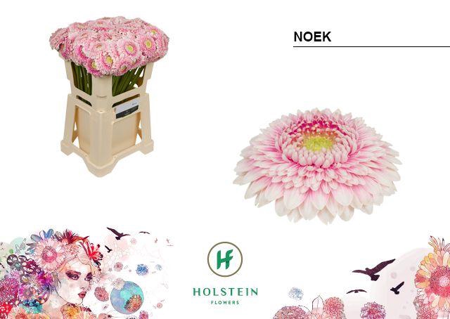 <h4>Germini Pomponi Noek Water</h4>
