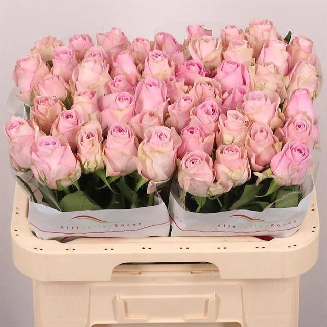 <h4>R GR HEIDI!</h4>