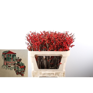 ILEX VE RODE BES MOOK. enkel licht