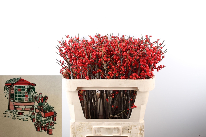 <h4>ILEX VE RODE BES MOOK. enkel licht</h4>