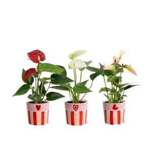Anthurium 6 cm 3 color mix in Romee ceramics