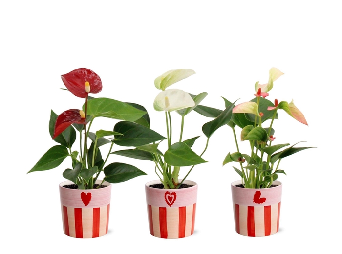 <h4>Anthurium 6 cm 3 color mix in Romee ceramics</h4>