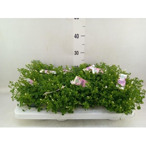 Campanula porten. 'Ambella White'