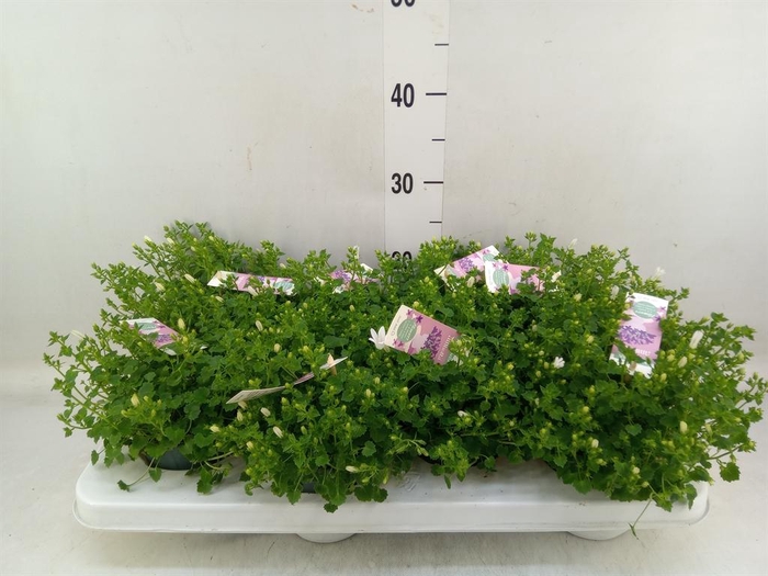 <h4>Campanula porten. 'Ambella White'</h4>