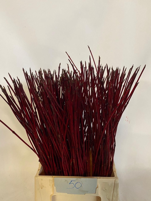 <h4>CORNUS ALBA SIBIRICA</h4>