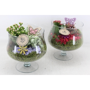 arr2 PL - Glas op voet x6 - bordeaux/lila