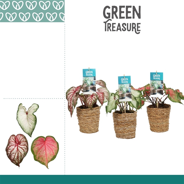 <h4>Caladium Mix in Ruby mand</h4>
