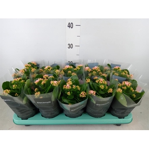 Kalanchoe blos. 'Serenity Rosa'