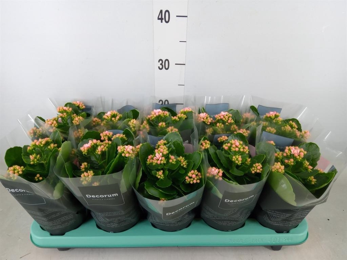 <h4>Kalanchoe blos. 'Serenity Rosa'</h4>