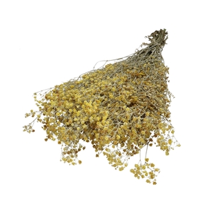 Dried flowers Gypsophila dusty 70cm