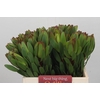 Leucadendron Goldstrike