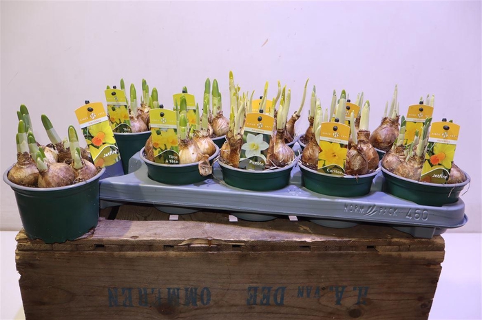 <h4>Narcis Gem 3 Srt</h4>