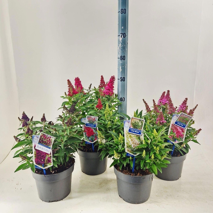 <h4>Buddleja Butterfly Candy Gemengd</h4>