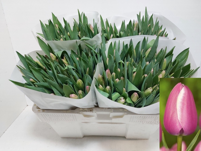 <h4>TU EN JUMBO PINK</h4>