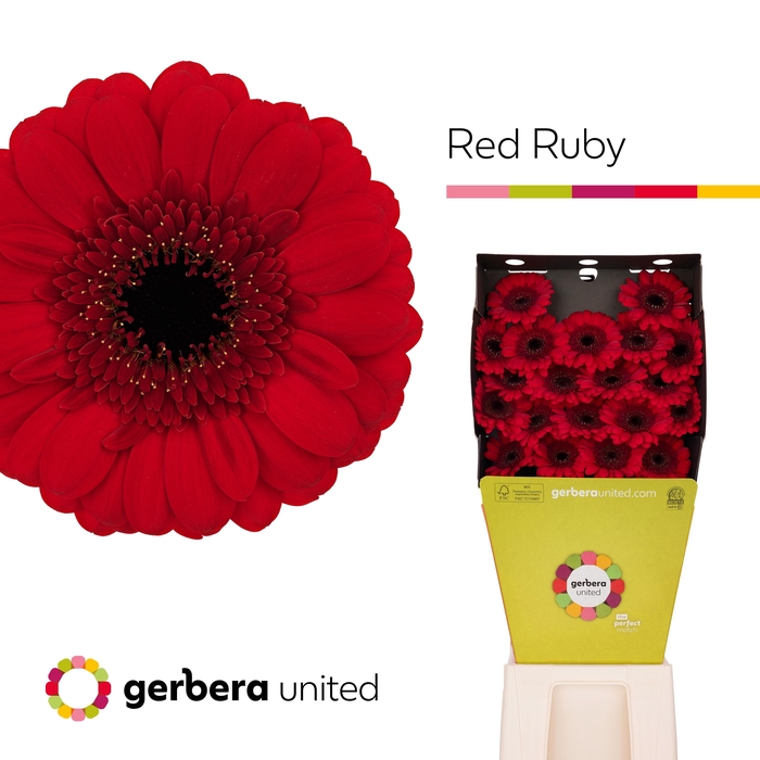 <h4>Germini Red Ruby Diamond</h4>