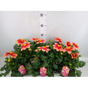 Dahlia  'Summerbees Red Bicolor'