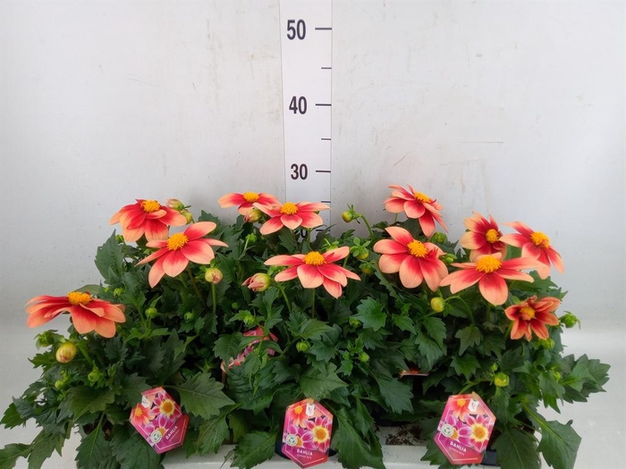<h4>Dahlia  'Summerbees Red Bicolor'</h4>