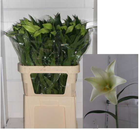 <h4>LI LF WHITE HEAVEN</h4>