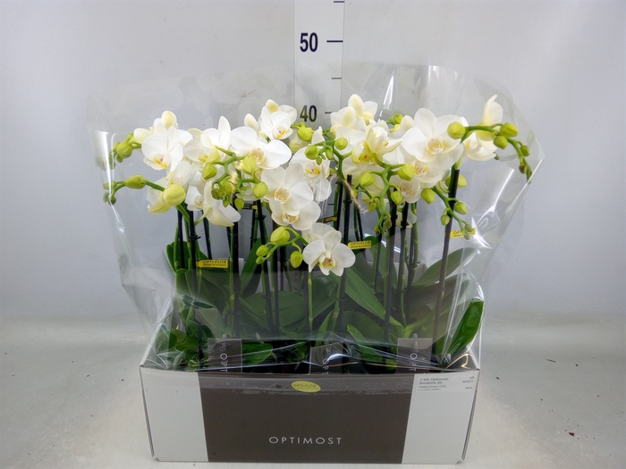 <h4>Phalaenopsis multi. 'Starrion'</h4>