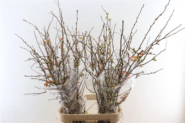 Chaenomeles X Superba 150cm