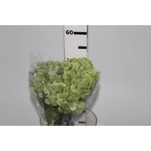 HORTENSIA FORCE 050 CM VERDE