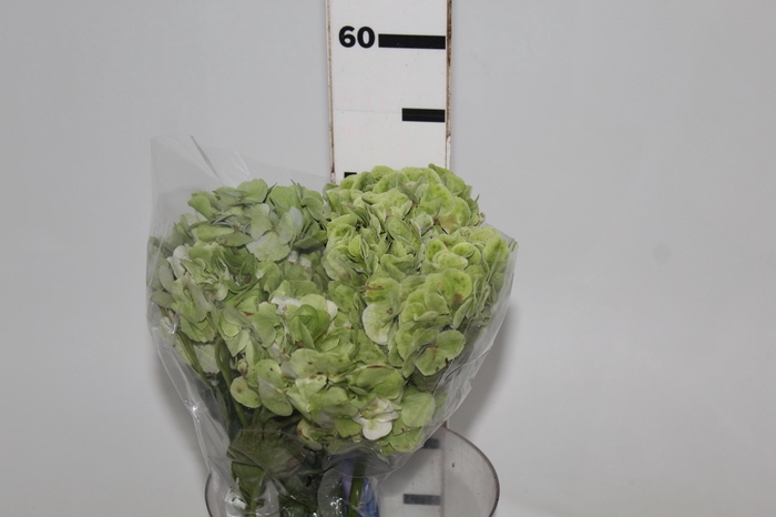 <h4>HORTENSIA FORCE 050 CM VERDE</h4>