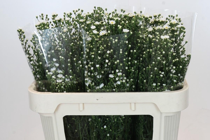 <h4>Aster Paquita</h4>