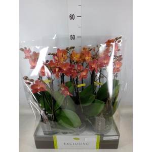 Phalaenopsis multi.   ...orange