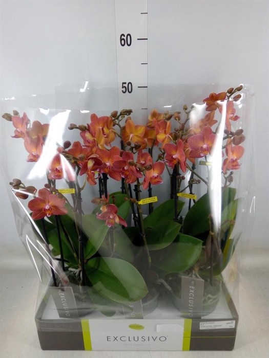 <h4>Phalaenopsis multi.   ...orange</h4>