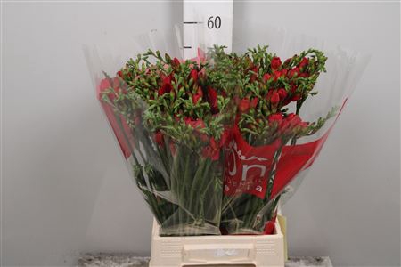 <h4>Fr En Red Passion (op Kleur!)</h4>