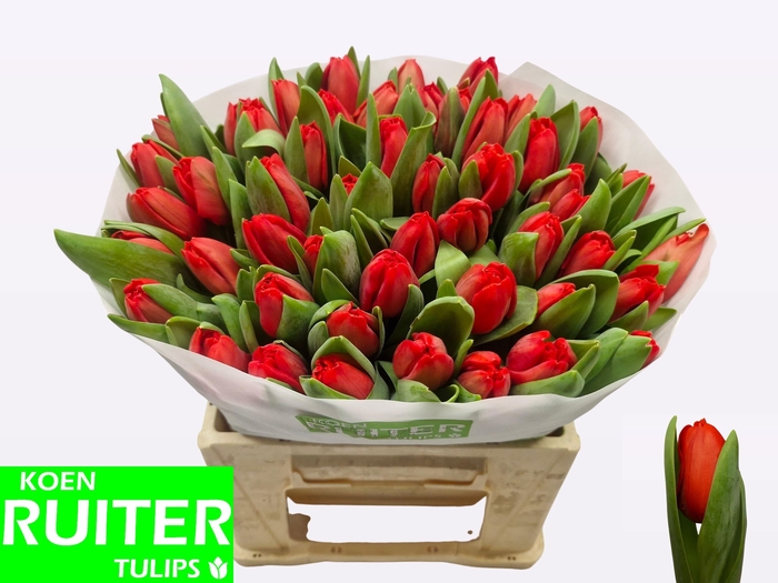 <h4>TU EN ESCAPE</h4>