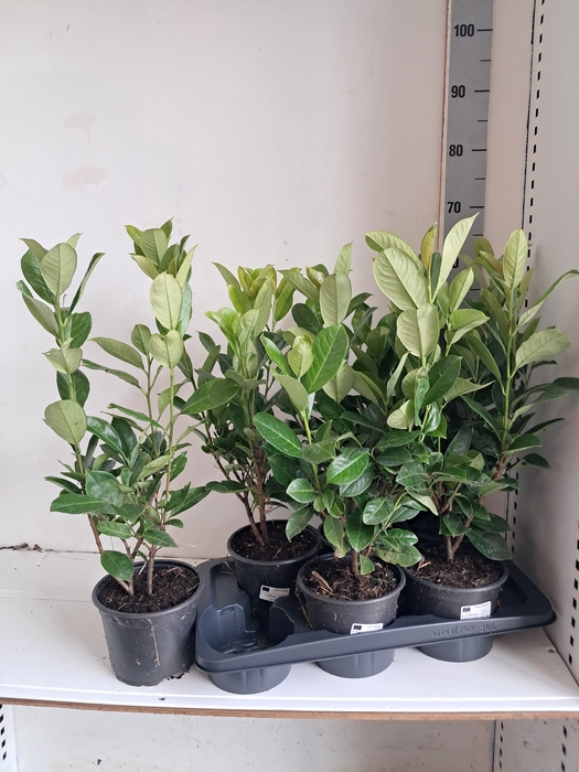 <h4>PRUN LA ROTUNDIFOLIA</h4>