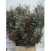 ACACIA BAILEYANA PB