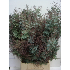 ACACIA BAILEYANA PB