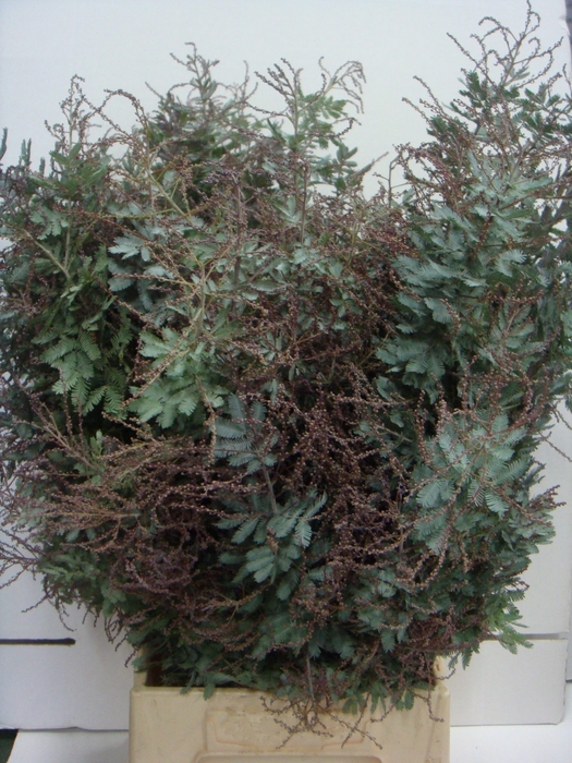 <h4>ACACIA BAILEYANA PB</h4>