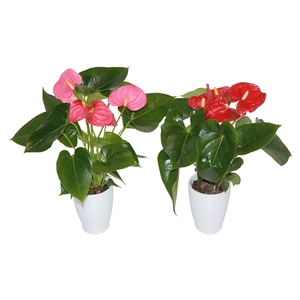 Anthurium rood/roze 9cm keramiek