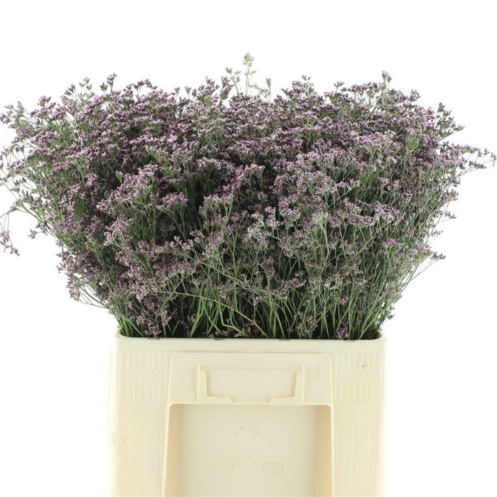 <h4>Limonium Florida Pink</h4>