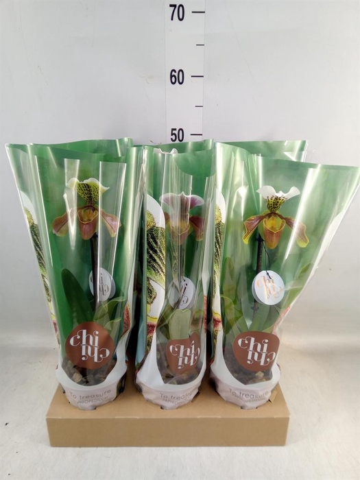 <h4>Paphiopedilum  'Amerikaanse hybrid'</h4>