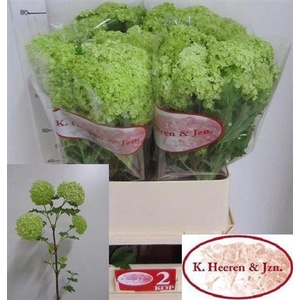 Viburnum Roseum St 2 Bal