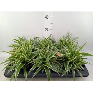 Chlorophytum com. 'Ocean'
