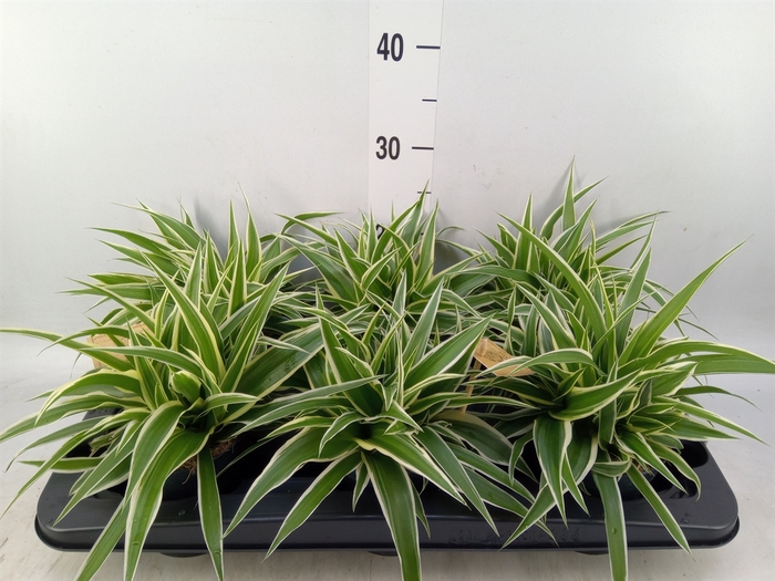 <h4>Chlorophytum com. 'Ocean'</h4>